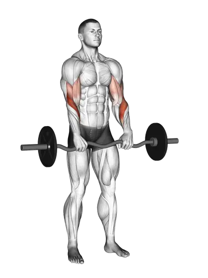 EZ-Bar Reverse-Grip Curl — movement illustration 1