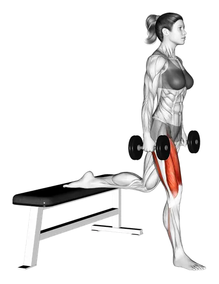 Dumbbell Bulgarian Split Squat — movement illustration 1