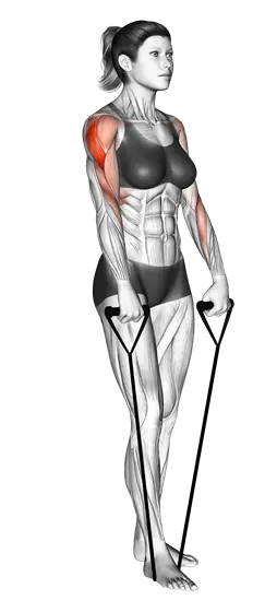 Resistance Band Upright Row — movement illustration 1