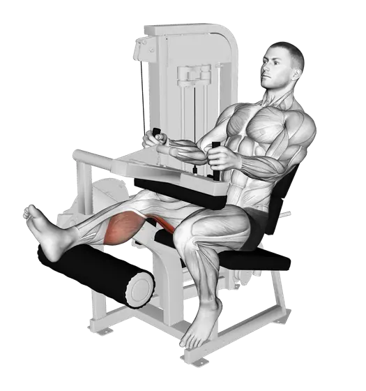 Machine Seated Single-Leg Curl — movement illustration 1
