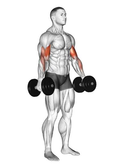 Dumbbell Alternate Biceps Curl — movement illustration 1