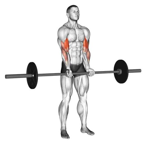 Barbell Standing Close-Grip Curl — movement illustration 1