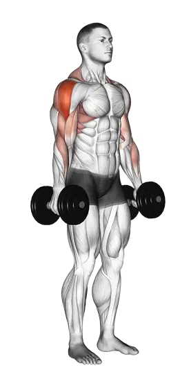 Dumbbell Raise — movement illustration 1