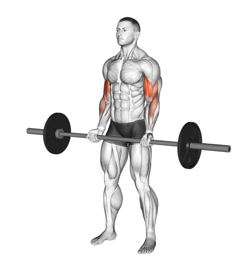 Barbell Curl — movement illustration 1