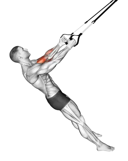Suspension Biceps Curl — movement illustration 1