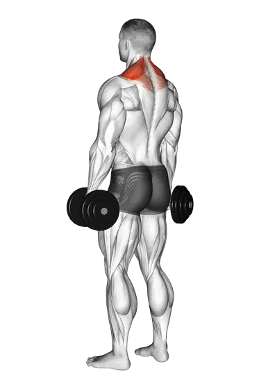 Dumbbell Shrug — movement illustration 1
