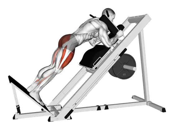 Sled Reverse Hack Squat — movement illustration 1