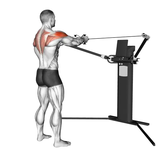 Cable Standing Reverse Fly — movement illustration 1