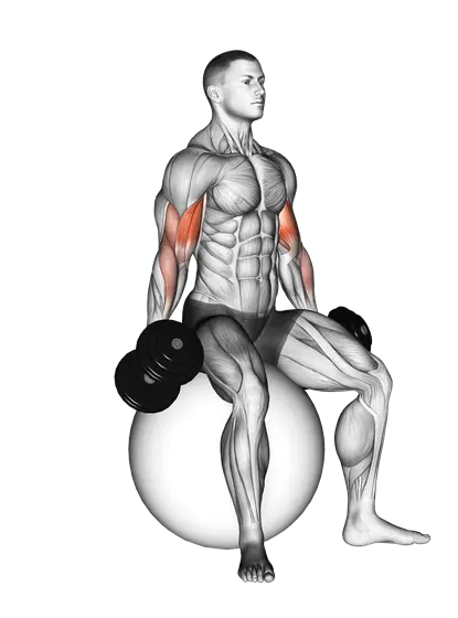 Dumbbell Seated Biceps Curl (On Stability Ball) — movement illustration 1