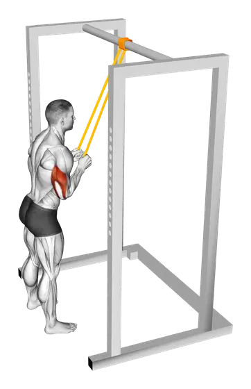 Resistance Band Triceps Pushdown — movement illustration 1