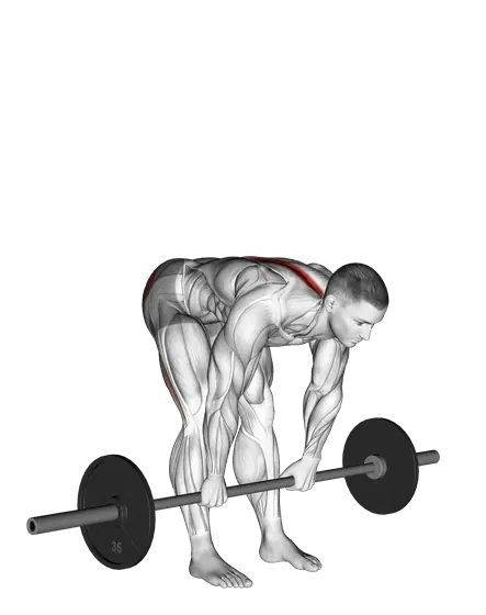Barbell Stiff Legged Deadlift — movement illustration 1