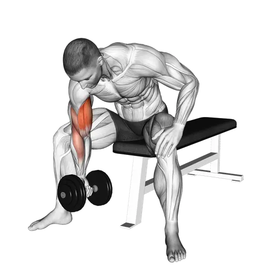 Dumbbell Concentration Curl — movement illustration 1