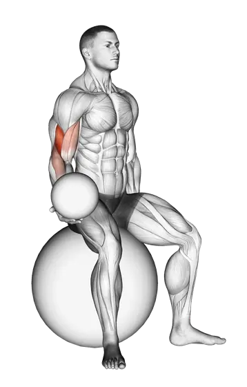 Weighted Seated Biceps Curl (On Stability Ball) — movement illustration 1