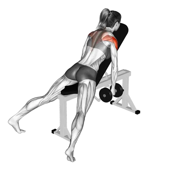 Dumbbell Incline Rear Fly — movement illustration 1