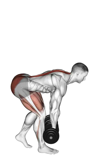 Dumbbell Staggered Stance Romanian Deadlift — movement illustration 1