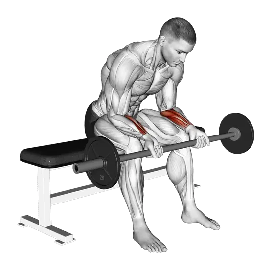 Barbell Wrist Curl — movement illustration 1