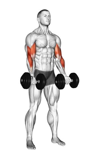 Dumbbell Zottman Curl — movement illustration 1