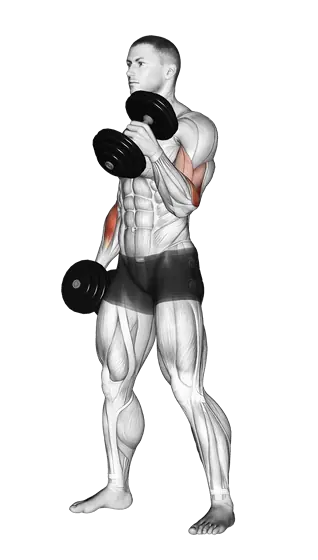 Dumbbell Alternate Hammer Curl — movement illustration 1
